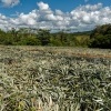 CostaRica - ananas 0476